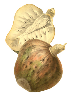 Annona cherimola Cherimoya, Custard Apple